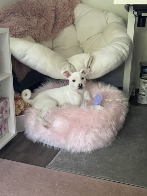 Photo of Lily