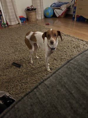 Photo of Gracie