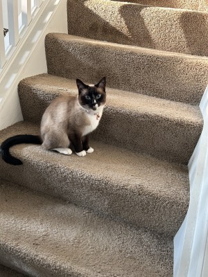 Photo of Freya