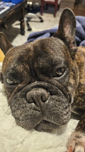 Photo of Gracie