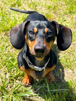 Photo of Slinky