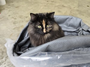 Photo of Lucky