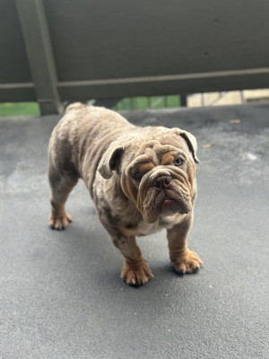 Photo of Bowser
