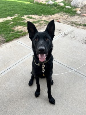 Photo of Harley