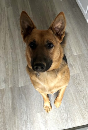 Photo of Merlin