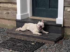 Photo of Luna