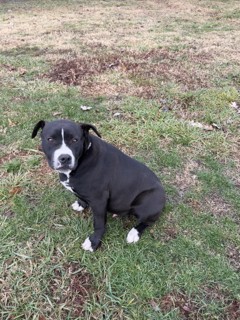 Photo of Chocho