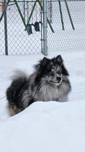 Photo of Jasper