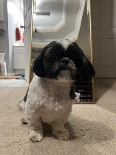 Photo of Rocky