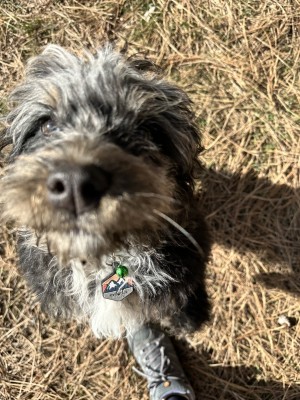 Photo of Bramble