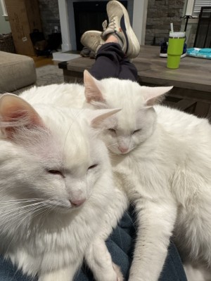 Photo of Merlin & Gandalf