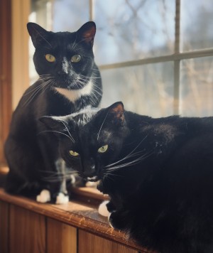 Photo of Bobo And Jojo