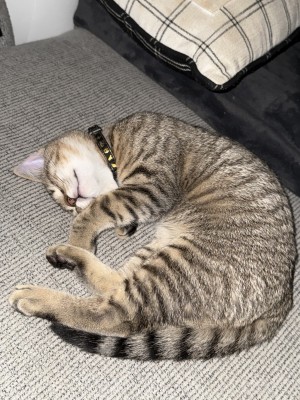 Photo of Milo