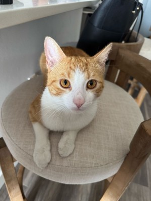 Photo of Simba