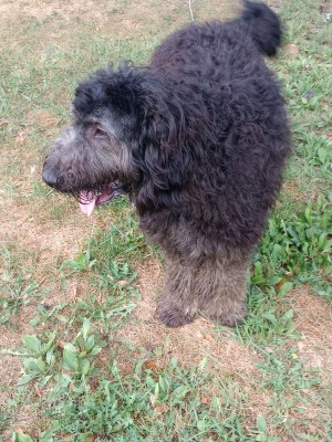 Photo of Brownie