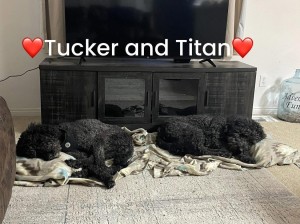 Photo of Tucker And Titan