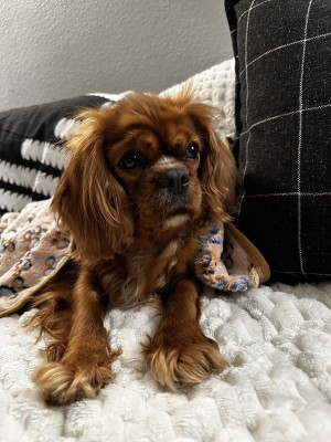 Photo of Ruby