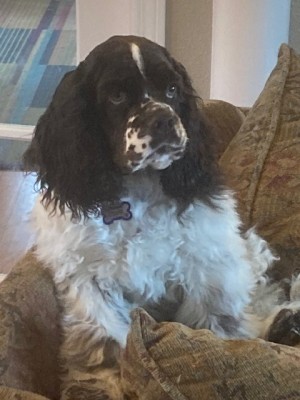 Photo of Cooper