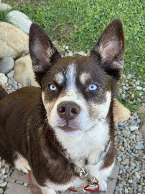 Photo of Daisy
