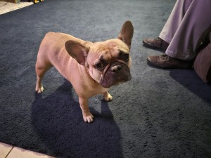 Photo of Louie