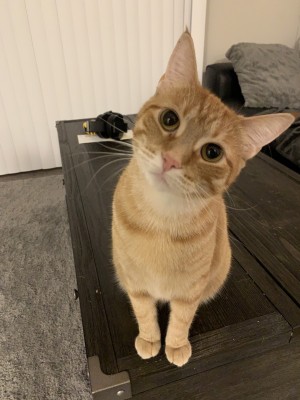 Photo of Clementine