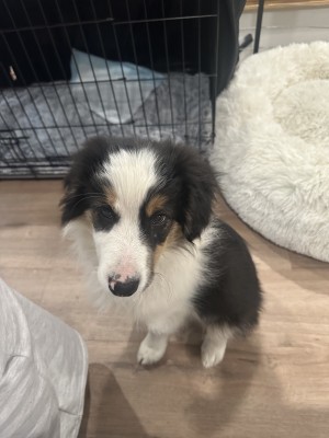 Photo of Mylo