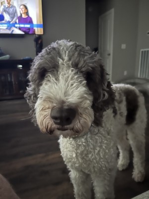 Photo of Lambeau