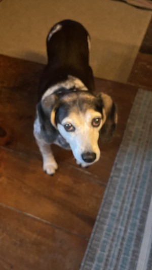 Photo of Phoebe