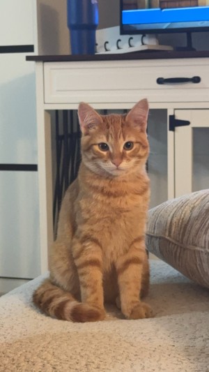Photo of Sushi