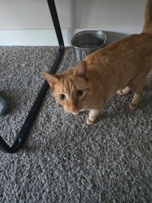 Photo of Dante