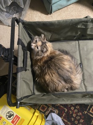 Photo of Freya