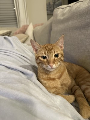 Photo of Ace