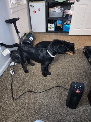 Photo of Luna