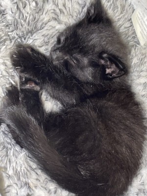 Photo of Shadow