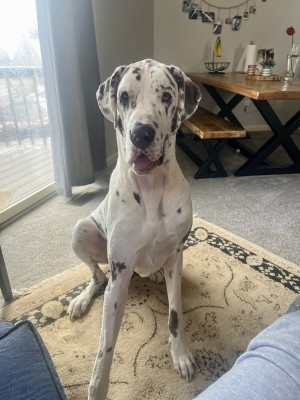 Photo of Banjo