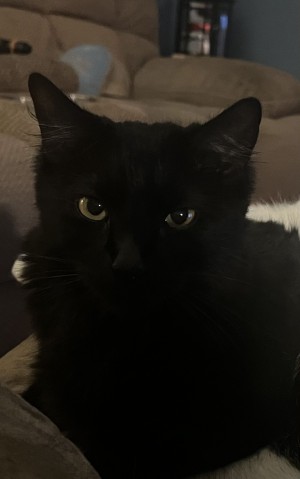 Photo of Athena