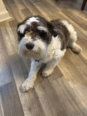 Photo of Rosie