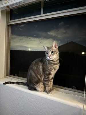 Photo of Juni