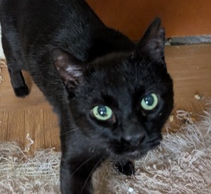 Photo of Black