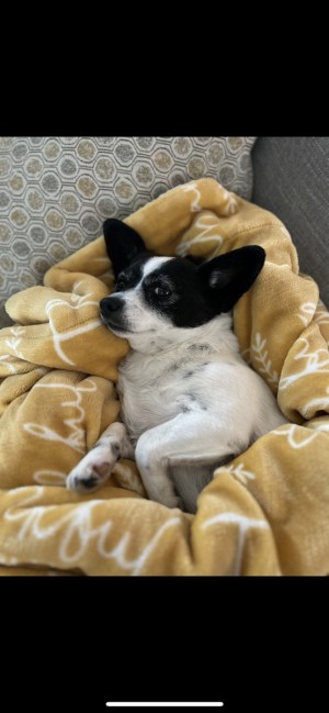 Photo of Pebbles