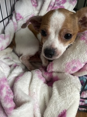 Photo of Luna