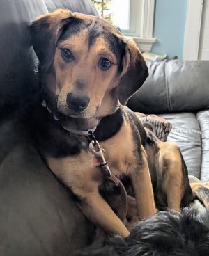 Photo of Lola