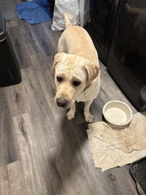 Photo of Tucker