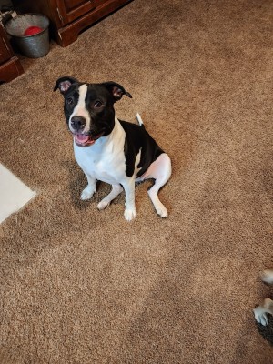 Photo of Layla