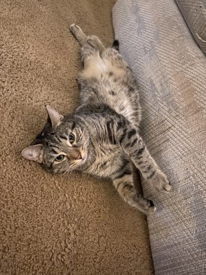 Photo of Besa