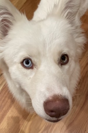 Photo of Peaches