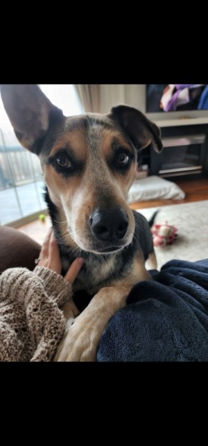 Photo of Beau