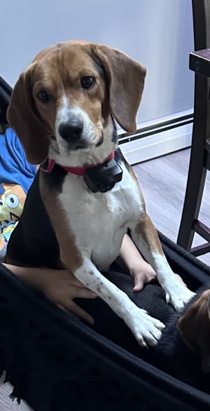 Photo of Bagel