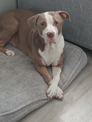 Photo of Brody