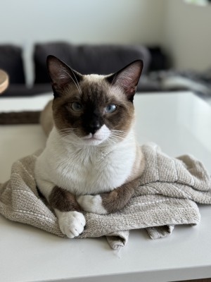 Photo of Kai